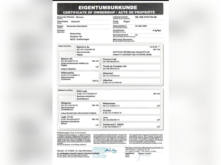 Caballo de deporte alemán Caballo castrado 16 años 172 cm Negro in Könnern