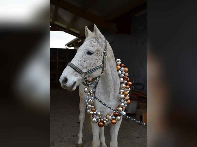 Caballo de deporte alemán Caballo castrado 16 años 172 cm Tordo in Iggingen