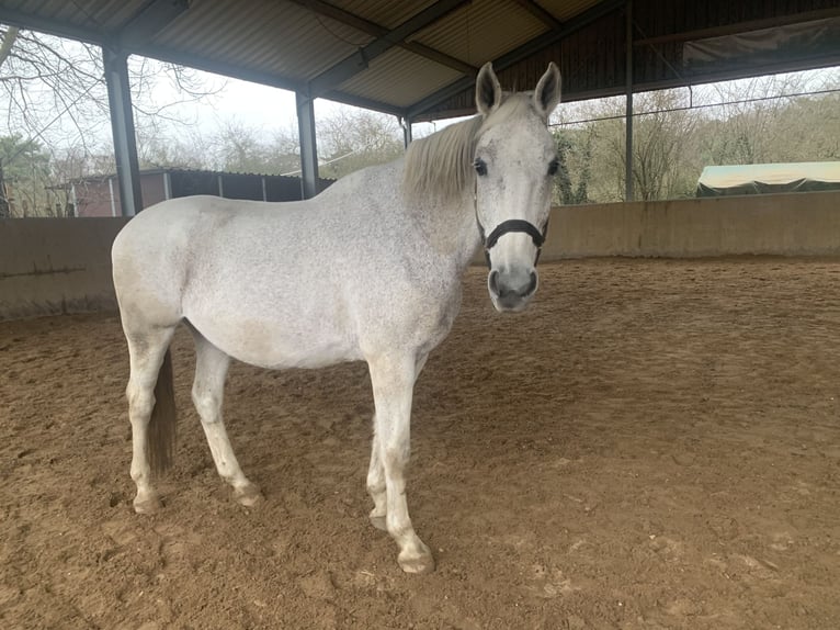 Caballo de deporte alemán Caballo castrado 16 años 174 cm Tordo picazo in Seeheim-Jugenheim