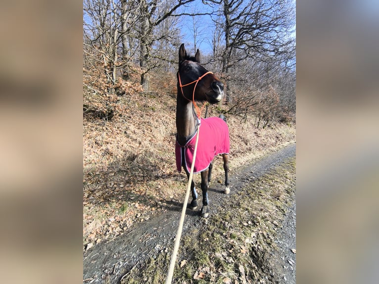 Caballo de deporte alemán Caballo castrado 16 años 175 cm Castaño in Bad Endbach