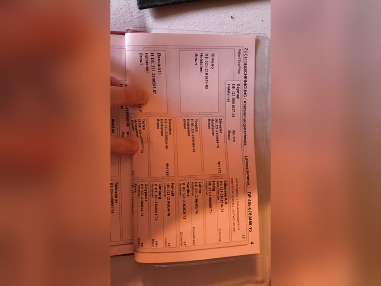 Caballo de deporte alemán Caballo castrado 16 años 175 cm Castaño in Steffenberg