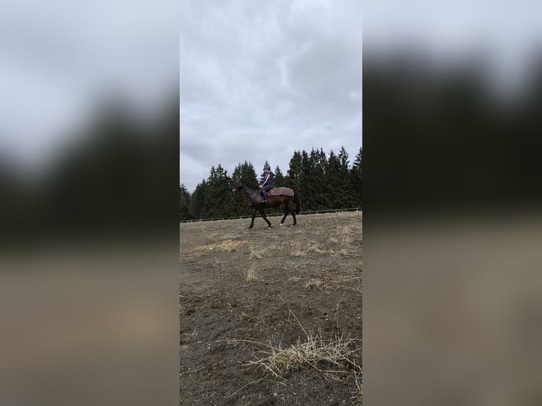 Caballo de deporte alemán Caballo castrado 16 años 175 cm Castaño in Steffenberg