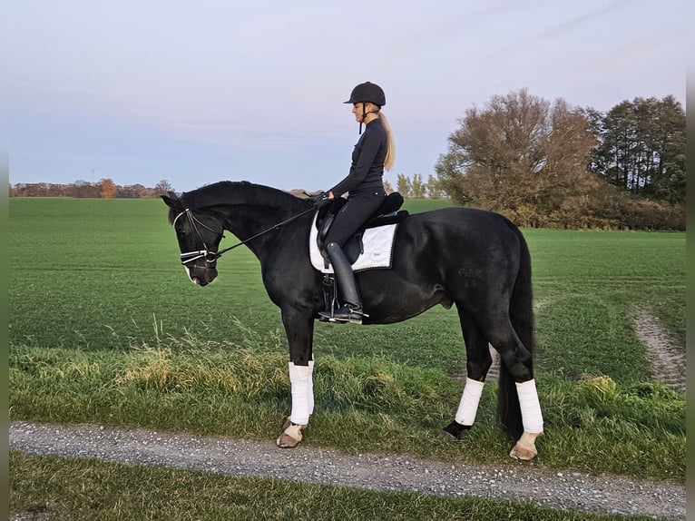 Caballo de deporte alemán Caballo castrado 16 años 176 cm Negro in Ribnitz-Damgarten