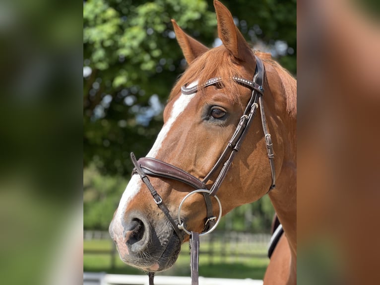 Caballo de deporte alemán Caballo castrado 16 años 178 cm Alazán in Quickborn