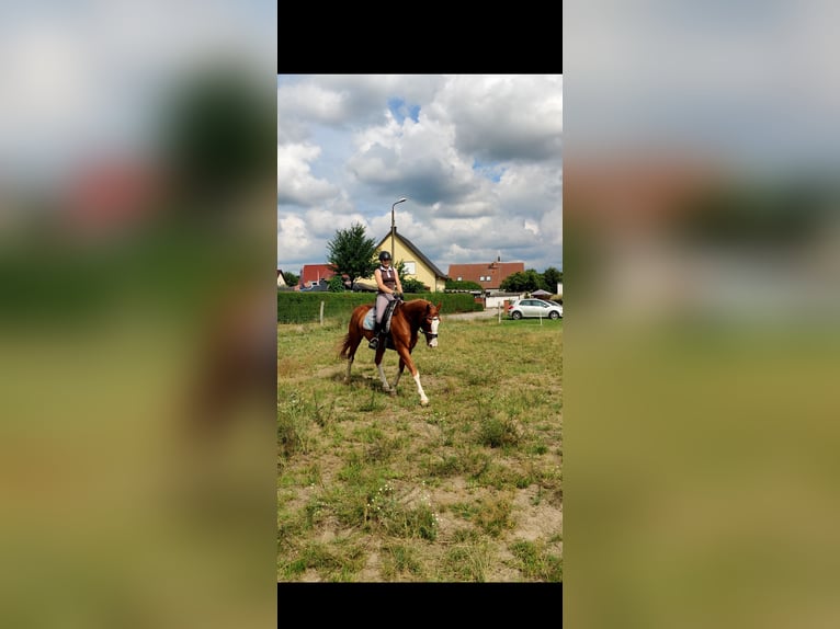 Caballo de deporte alemán Caballo castrado 17 años 162 cm Alazán in Oberkrämer OT Bötzow