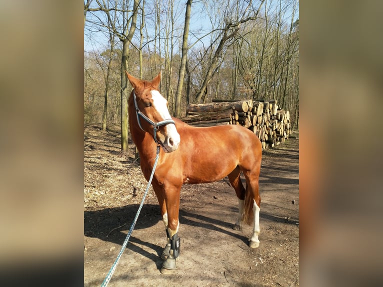 Caballo de deporte alemán Caballo castrado 17 años 162 cm Alazán in Oberkrämer OT Bötzow