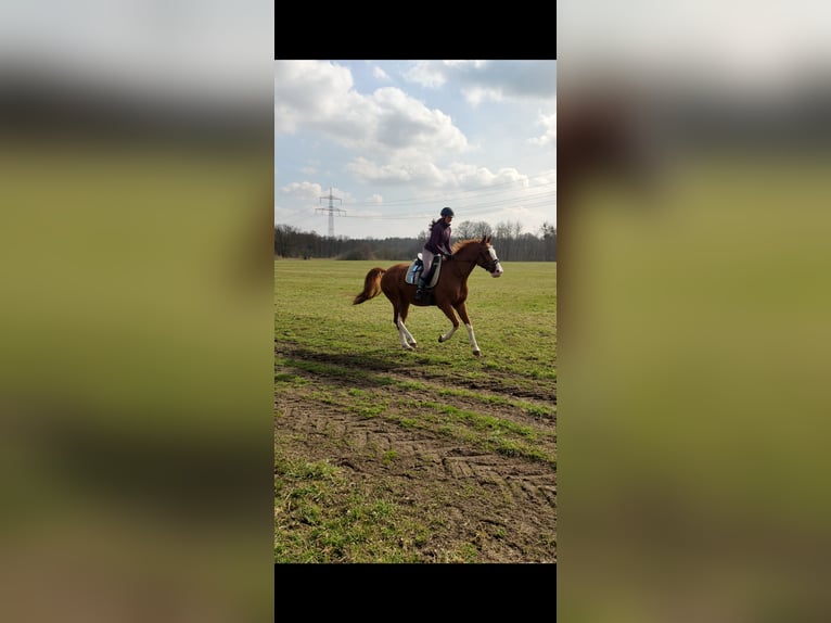 Caballo de deporte alemán Caballo castrado 17 años 162 cm Alazán in Oberkrämer OT Bötzow