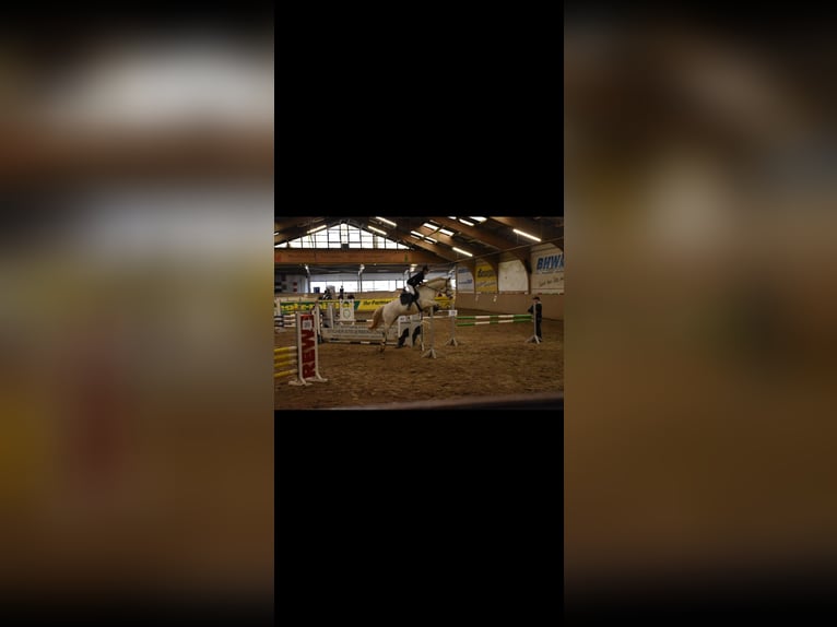 Caballo de deporte alemán Caballo castrado 17 años 168 cm Tordo in Rinteln Wennenkamp