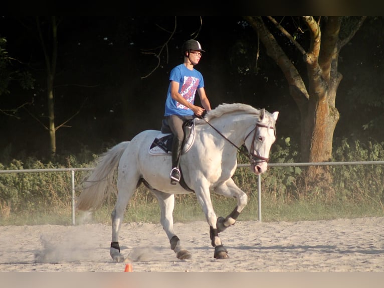 Caballo de deporte alemán Caballo castrado 17 años 168 cm Tordo in Rinteln Wennenkamp