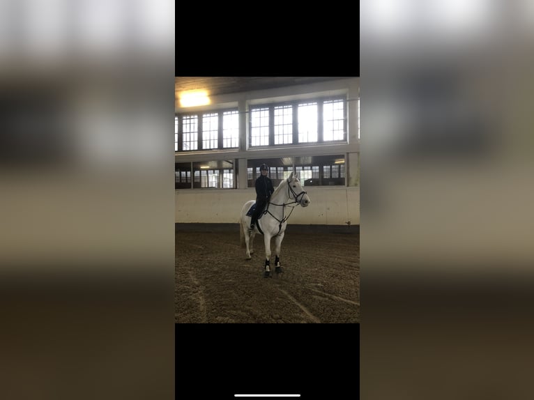 Caballo de deporte alemán Caballo castrado 17 años 168 cm Tordo in Rinteln Wennenkamp