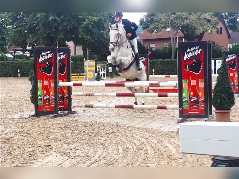 Caballo de deporte alemán Caballo castrado 17 años 168 cm Tordo in Rinteln Wennenkamp