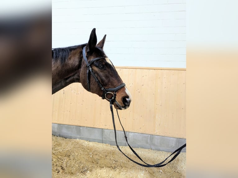 Caballo de deporte alemán Caballo castrado 17 años 170 cm Castaño in Bad Karlshafen