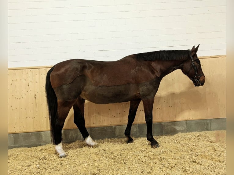 Caballo de deporte alemán Caballo castrado 17 años 170 cm Castaño in Bad Karlshafen