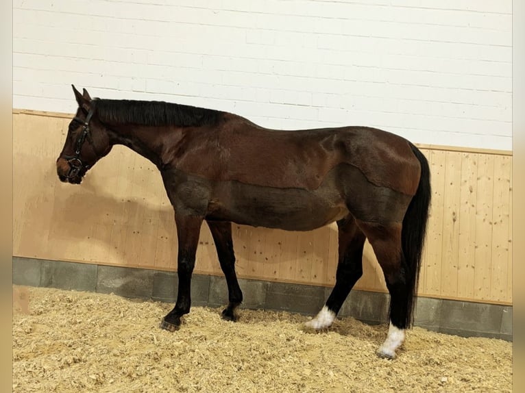 Caballo de deporte alemán Caballo castrado 17 años 170 cm Castaño in Bad Karlshafen