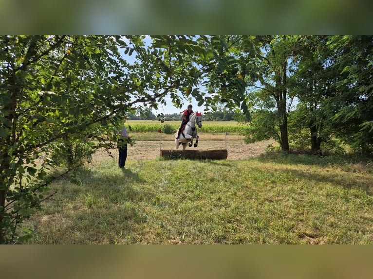 Caballo de deporte alemán Caballo castrado 17 años 170 cm Tordo picazo in Wahlitz