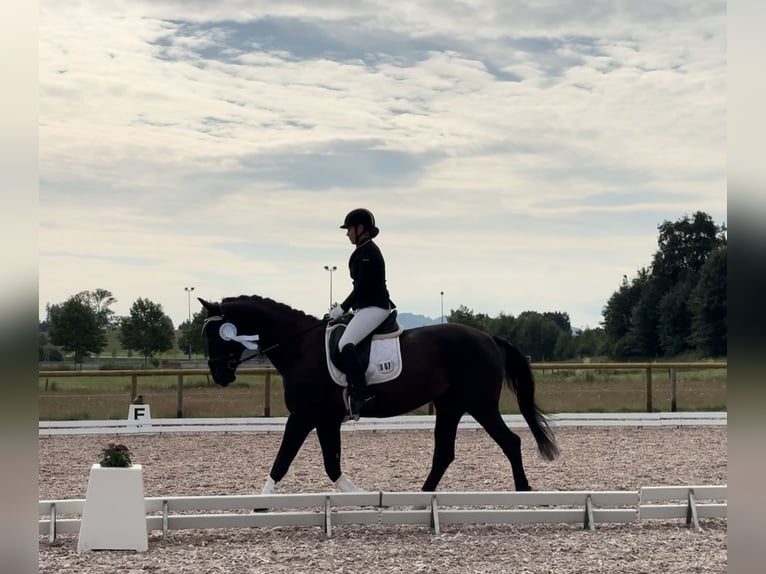 Caballo de deporte alemán Caballo castrado 17 años 171 cm Negro in Immenstadt im Allgäu