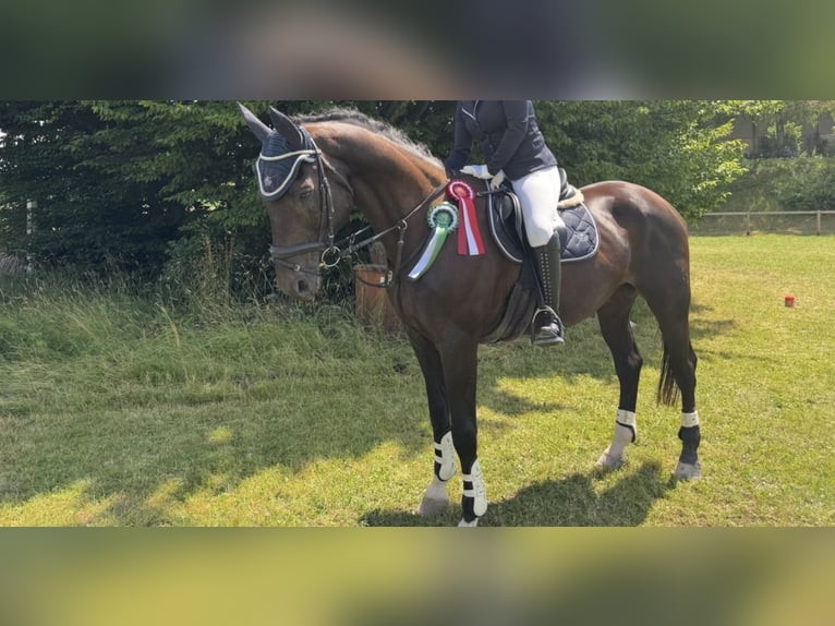 Caballo de deporte alemán Caballo castrado 17 años 171 cm Negro in Immenstadt im Allgäu