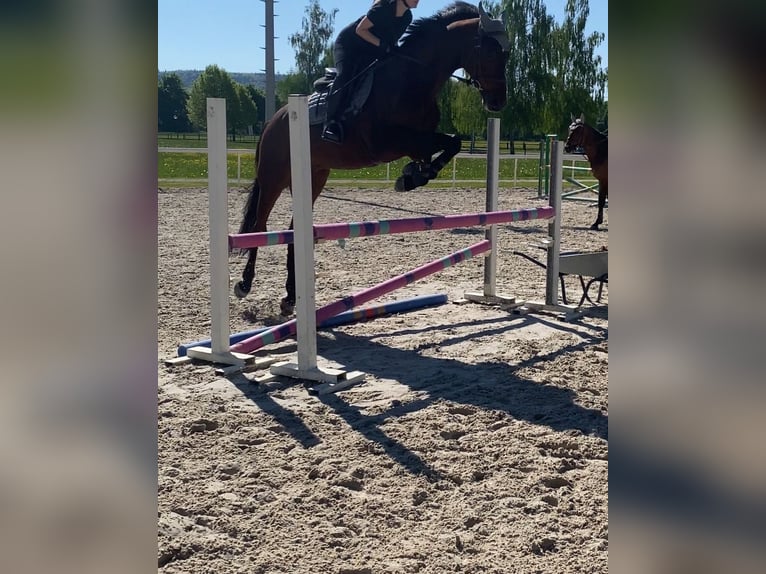 Caballo de deporte alemán Caballo castrado 17 años 172 cm Castaño in Thalwil