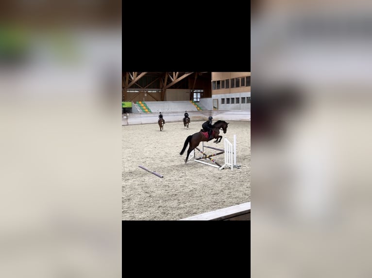 Caballo de deporte alemán Caballo castrado 17 años 172 cm Castaño in Zürich
