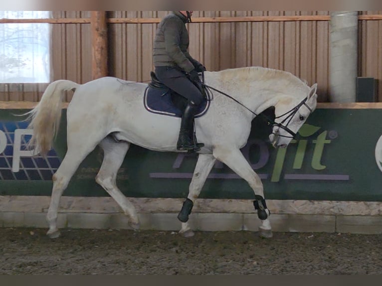 Caballo de deporte alemán Caballo castrado 17 años 178 cm Tordo in Schattendorf