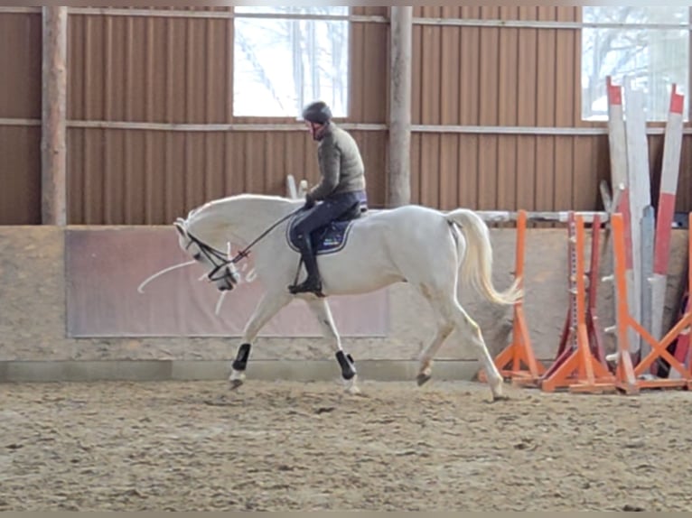 Caballo de deporte alemán Caballo castrado 17 años 178 cm Tordo in Schattendorf