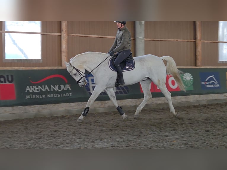 Caballo de deporte alemán Caballo castrado 17 años 178 cm Tordo in Schattendorf