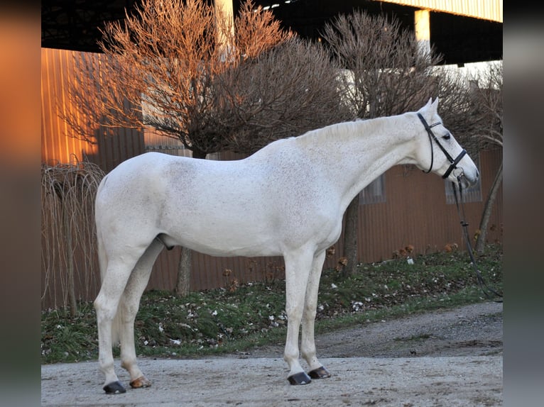 Caballo de deporte alemán Caballo castrado 17 años 178 cm Tordo in Schattendorf