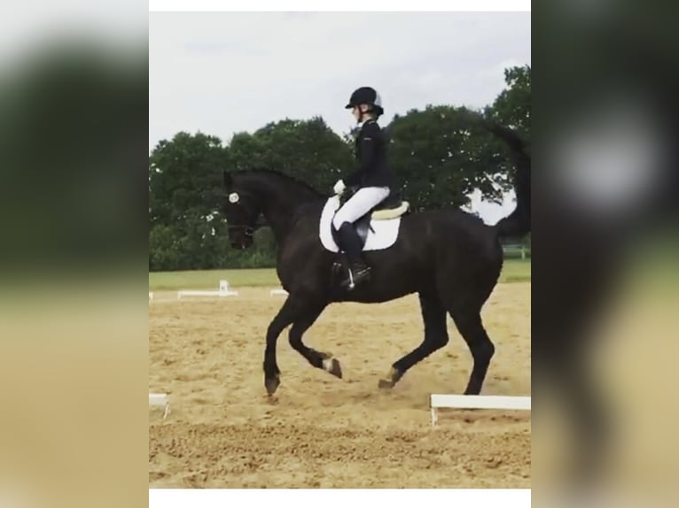 Caballo de deporte alemán Caballo castrado 17 años Morcillo in Groß Pankow