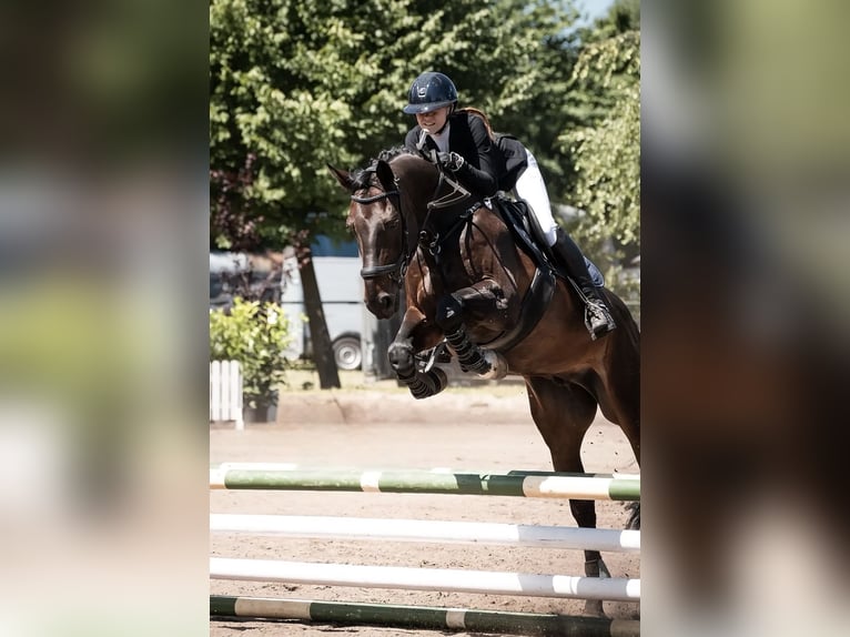 Caballo de deporte alemán Caballo castrado 18 años 165 cm Castaño in Hennigsdorf