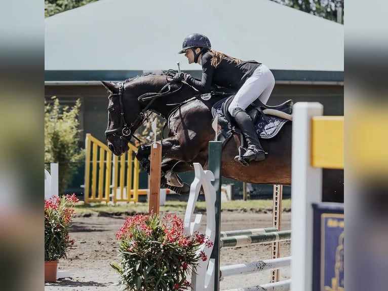 Caballo de deporte alemán Caballo castrado 18 años 165 cm Castaño in Hennigsdorf