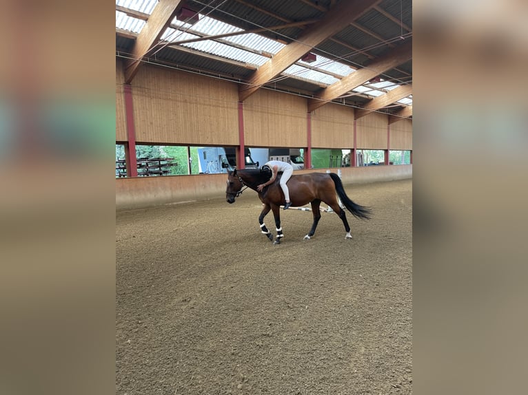 Caballo de deporte alemán Caballo castrado 18 años 167 cm Castaño in Wiesendangen