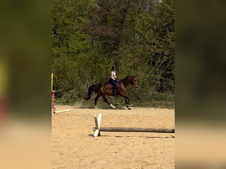 Caballo de deporte alemán Caballo castrado 18 años 168 cm Castaño in Ranstadt