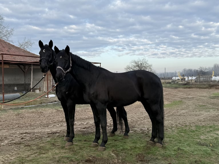 Caballo de deporte alemán Caballo castrado 18 años 168 cm Negro in Bácsalmás