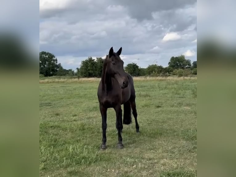 Caballo de deporte alemán Caballo castrado 18 años 170 cm Castaño oscuro in Berlin