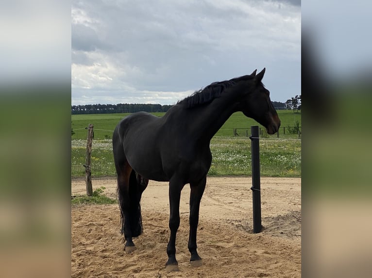Caballo de deporte alemán Caballo castrado 18 años 170 cm Castaño oscuro in Berlin