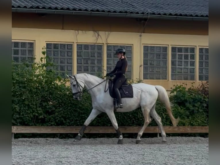 Caballo de deporte alemán Caballo castrado 18 años 174 cm Tordo rodado in Berlin
