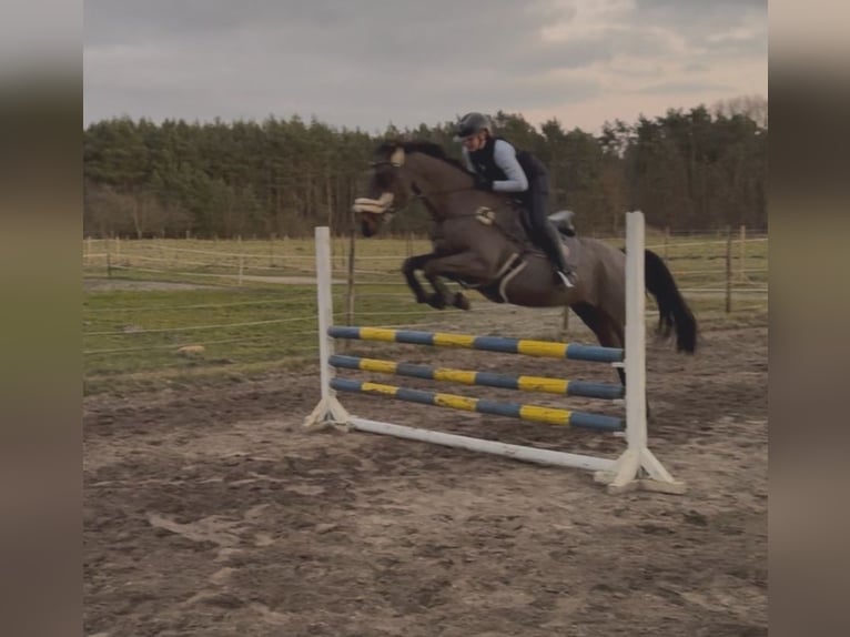 Caballo de deporte alemán Caballo castrado 19 años 163 cm Castaño in Groß Ippener Caballo de deporte alemán Caballo castrado 19 años 163 cm Castaño in Groß Ippener