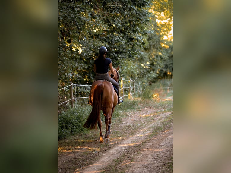 Caballo de deporte alemán Caballo castrado 19 años 164 cm Alazán in Taufkirchen (Vils)