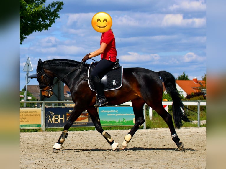 Caballo de deporte alemán Caballo castrado 19 años 165 cm Castaño oscuro in Bovenden