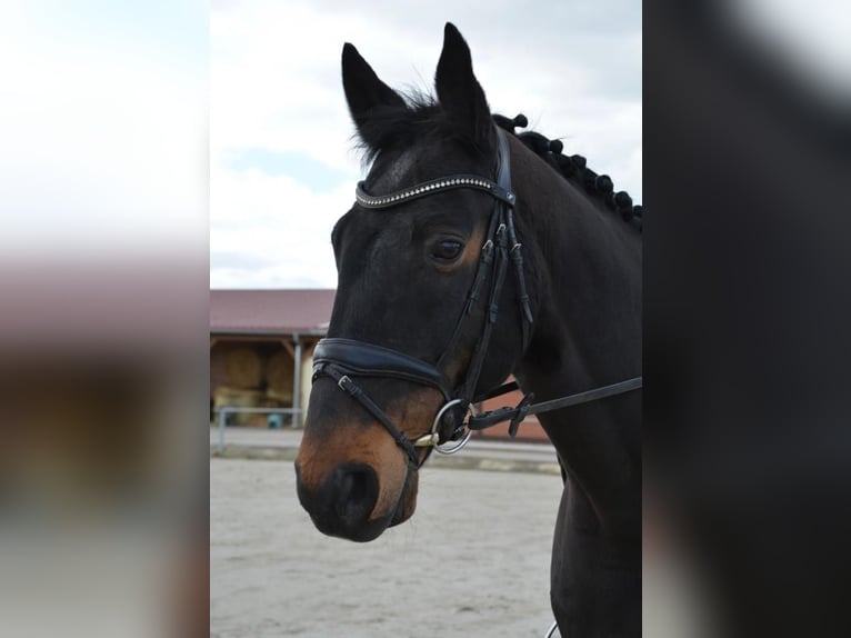 Caballo de deporte alemán Caballo castrado 19 años 165 cm Castaño oscuro in Bovenden