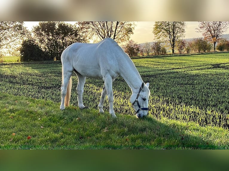 Caballo de deporte alemán Caballo castrado 19 años 182 cm Tordo in Dettum