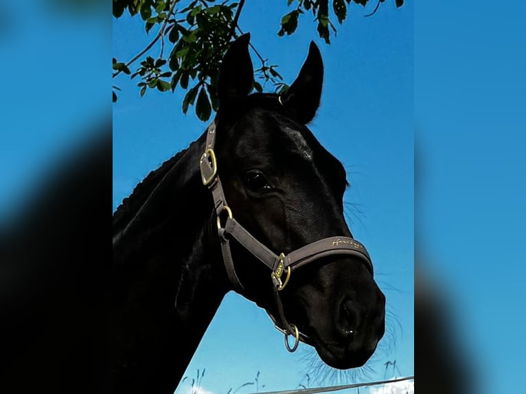 Caballo de deporte alemán Caballo castrado 1 año 168 cm Negro in Georgsmarienhütte