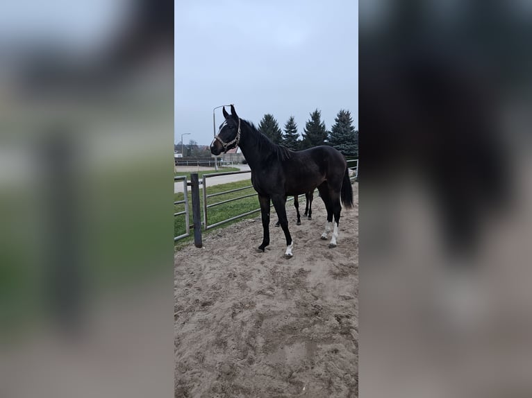 Caballo de deporte alemán Caballo castrado 1 año 171 cm Castaño oscuro in Mixdorf