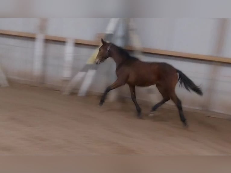 Caballo de deporte alemán Caballo castrado 1 año 175 cm Castaño in ARTERN