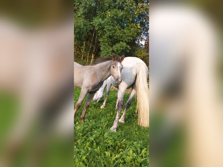 Caballo de deporte alemán Caballo castrado 1 año 175 cm Tordillo negro in Au