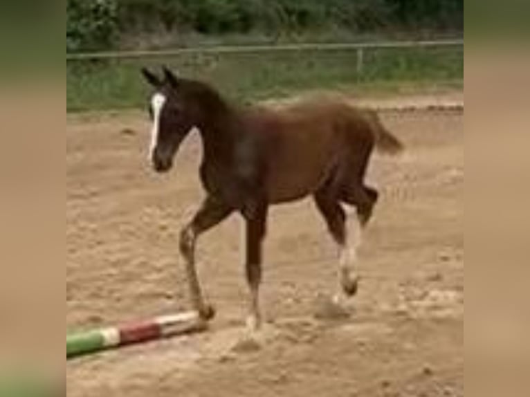 Caballo de deporte alemán Caballo castrado 1 año Alazán in Milower Land