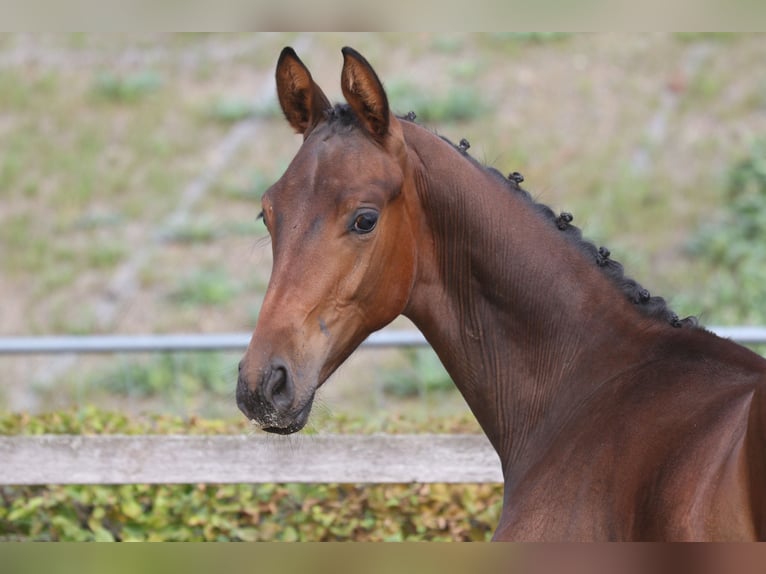 Caballo de deporte alemán Caballo castrado 1 año Castaño in Crimmitschau