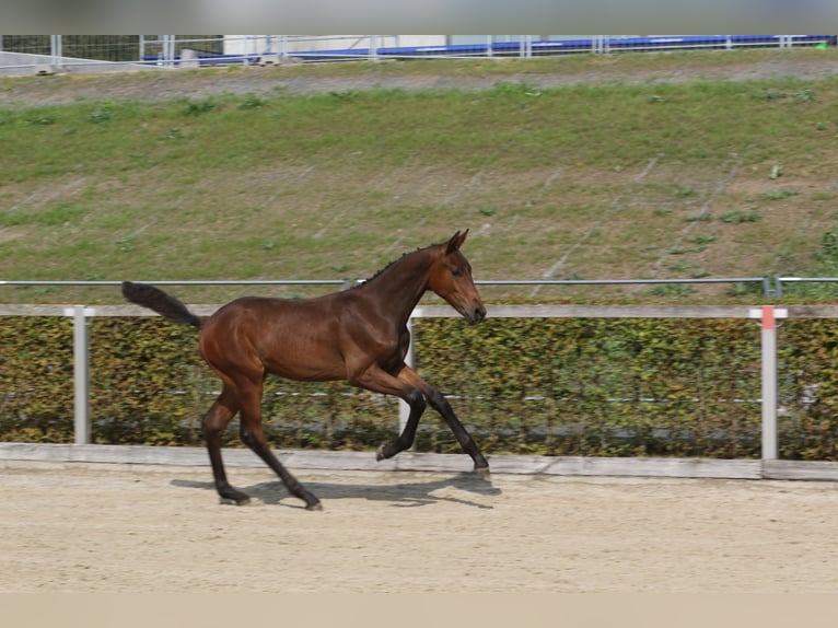 Caballo de deporte alemán Caballo castrado 1 año Castaño in Crimmitschau