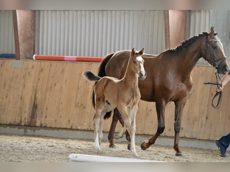 Caballo de deporte alemán Caballo castrado 1 año Castaño in Rhinow