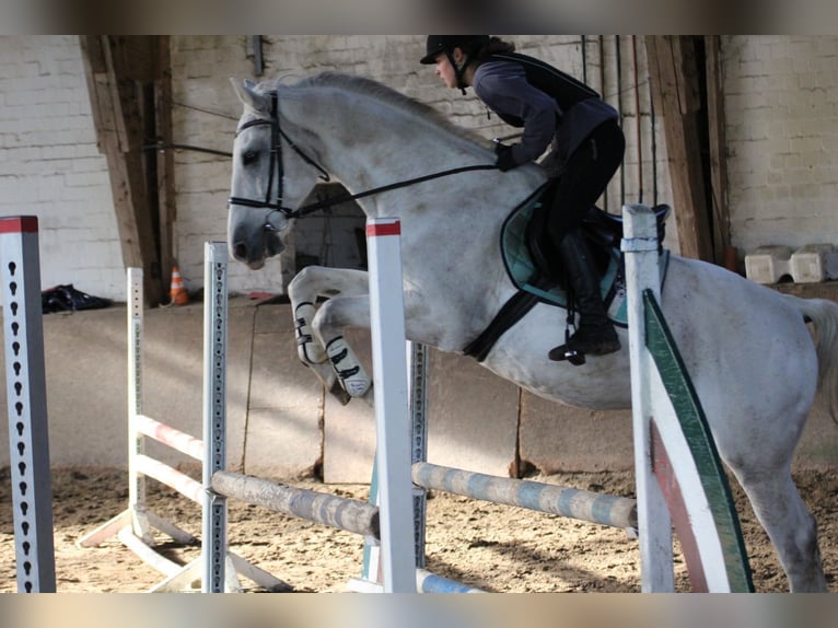 Caballo de deporte alemán Caballo castrado 20 años 165 cm Tordo in Neumünster